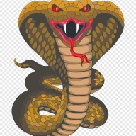 الكوبرا